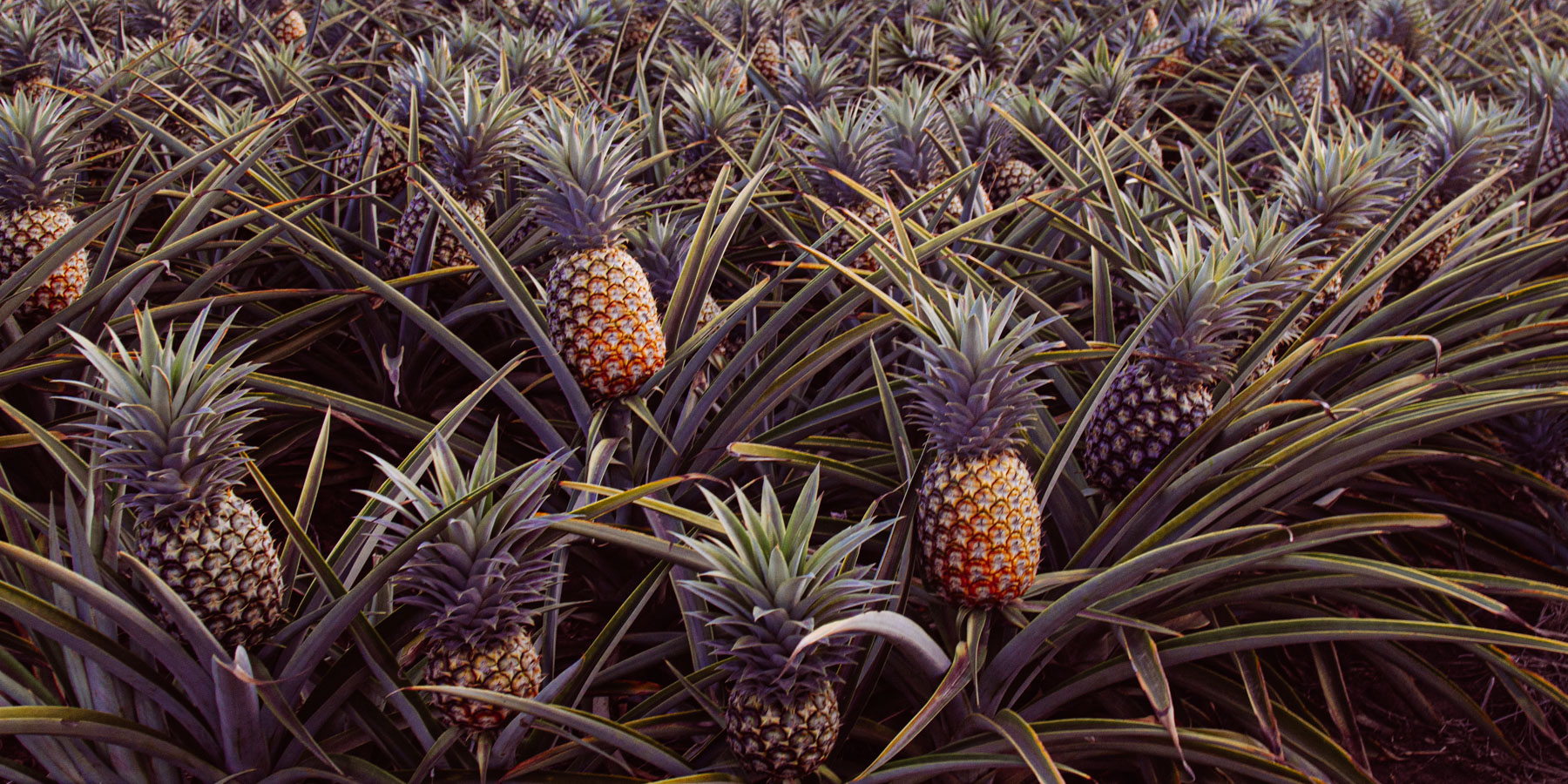 Pineapples growing in a field - not on Yeppoon Pineapple Train Trail